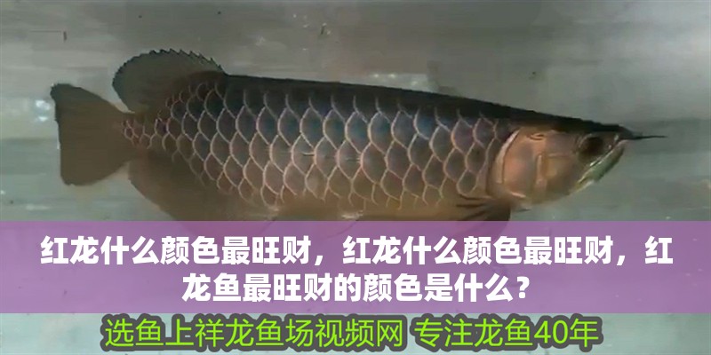 紅龍什么顏色最旺財，紅龍什么顏色最旺財，紅龍魚最旺財的顏色是什么？