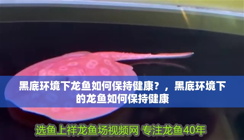 黑底環境下龍魚如何保持健康？，黑底環境下的龍魚如何保持健康