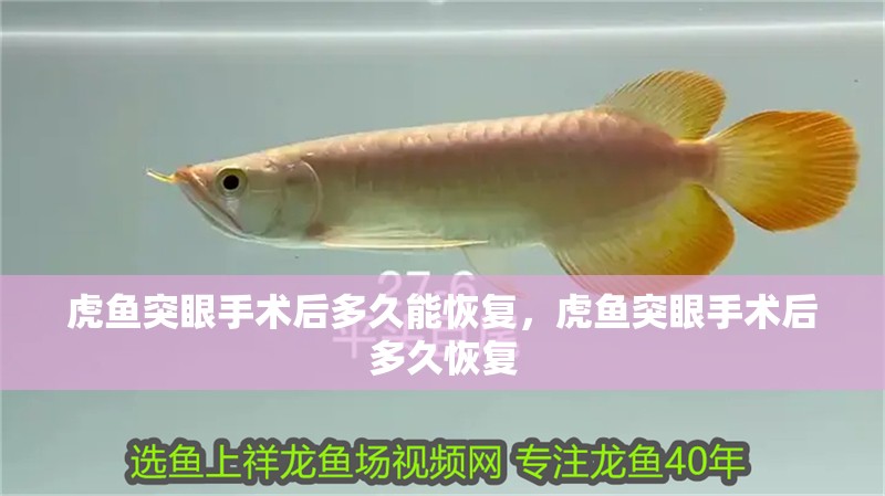虎魚突眼手術后多久能恢復，虎魚突眼手術后多久恢復