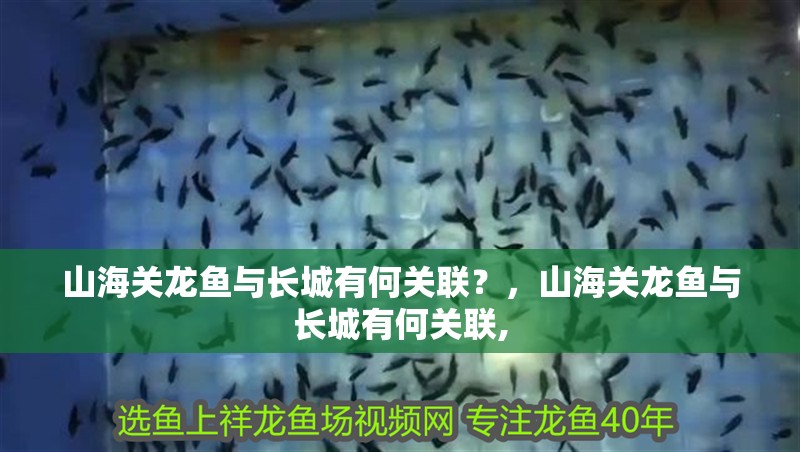 山海關(guān)龍魚與長(zhǎng)城有何關(guān)聯(lián)？，山海關(guān)龍魚與長(zhǎng)城有何關(guān)聯(lián),