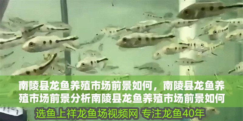 南陵縣龍魚養(yǎng)殖市場前景如何，南陵縣龍魚養(yǎng)殖市場前景分析南陵縣龍魚養(yǎng)殖市場前景如何