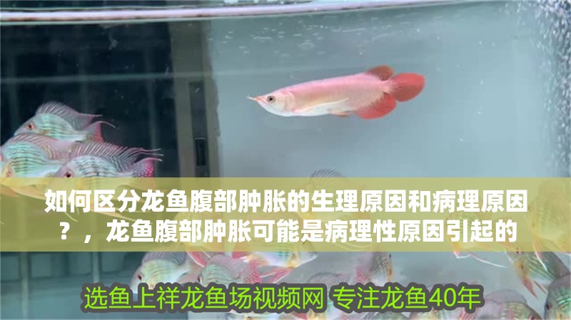 如何區(qū)分龍魚腹部腫脹的生理原因和病理原因？，龍魚腹部腫脹可能是病理性原因引起的