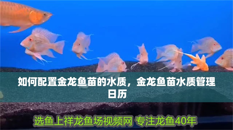 如何配置金龍魚苗的水質，金龍魚苗水質管理日歷