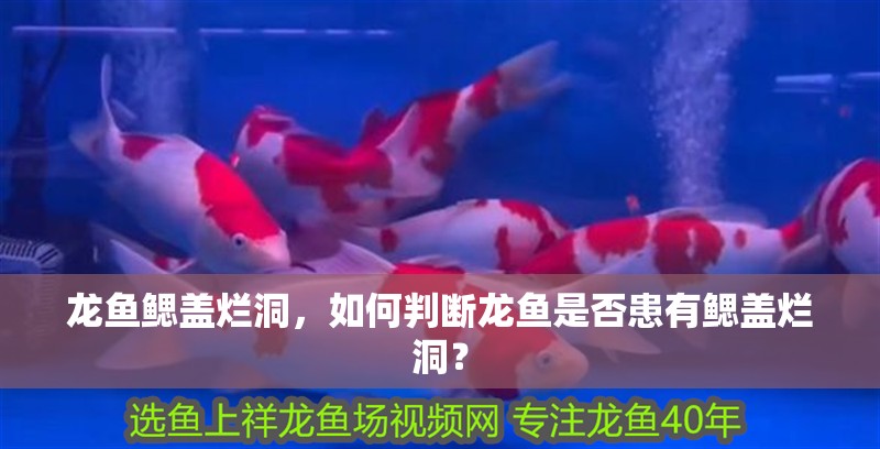 龍魚(yú)鰓蓋爛洞，如何判斷龍魚(yú)是否患有鰓蓋爛洞？