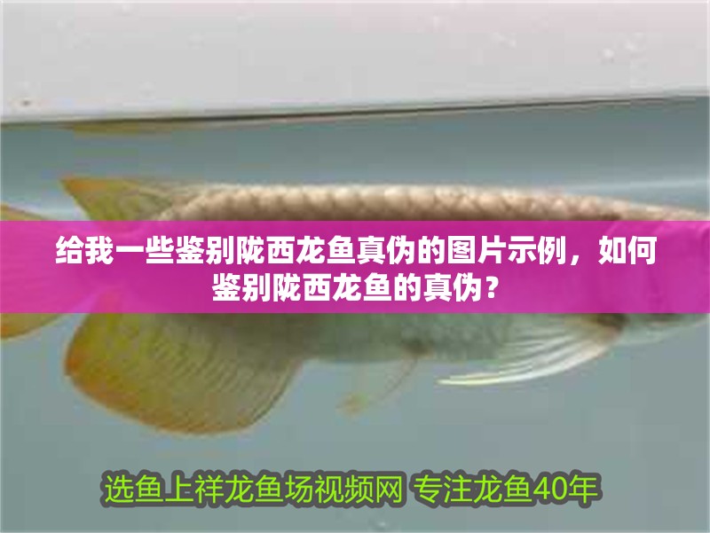 給我一些鑒別隴西龍魚真偽的圖片示例，如何鑒別隴西龍魚的真偽？