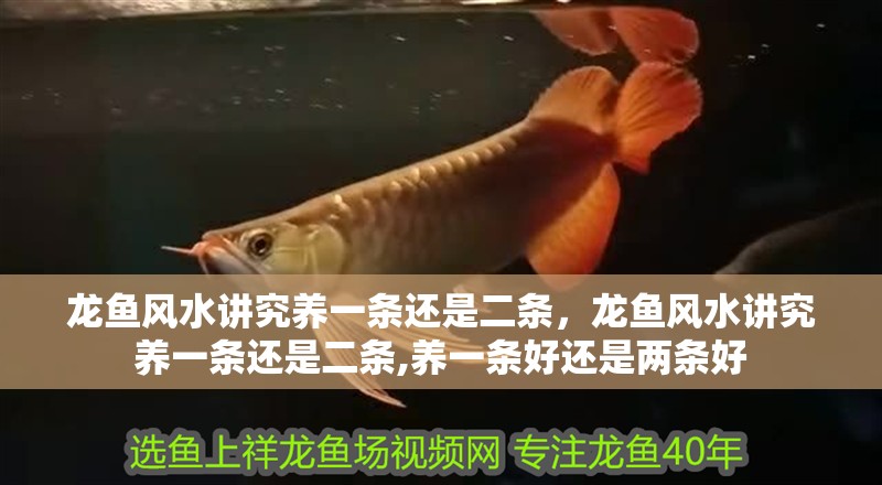 龍魚風水講究養一條還是二條，龍魚風水講究養一條還是二條,養一條好還是兩條好