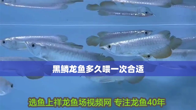 黑鱗龍魚多久喂一次合適
