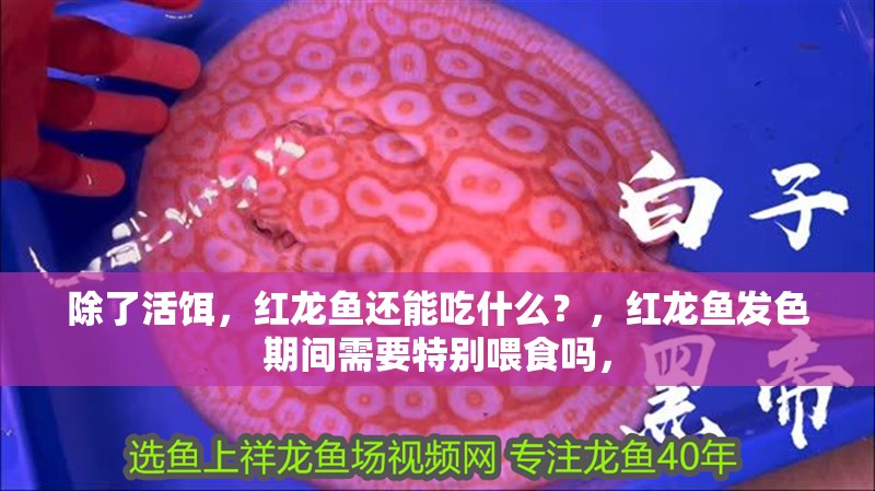 除了活餌，紅龍魚還能吃什么？，紅龍魚發色期間需要特別喂食嗎，