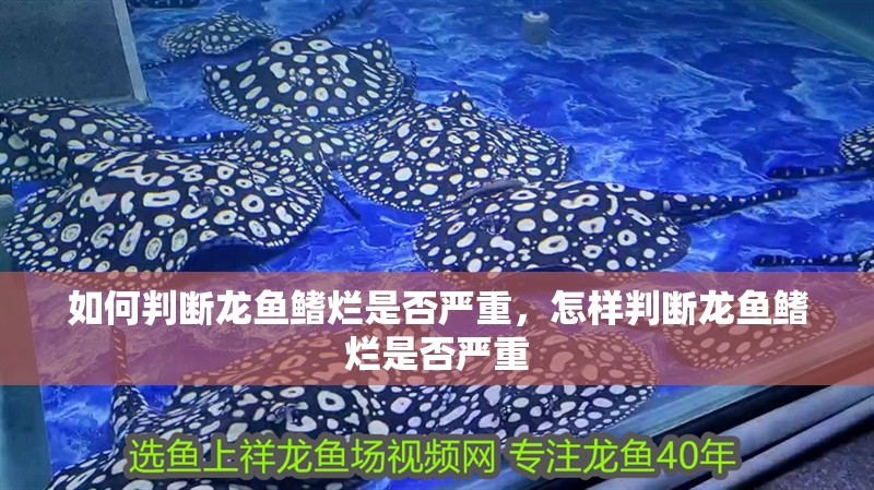如何判斷龍魚鰭爛是否嚴重，怎樣判斷龍魚鰭爛是否嚴重