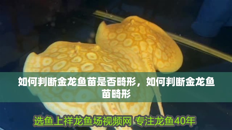 如何判斷金龍魚苗是否畸形，如何判斷金龍魚苗畸形