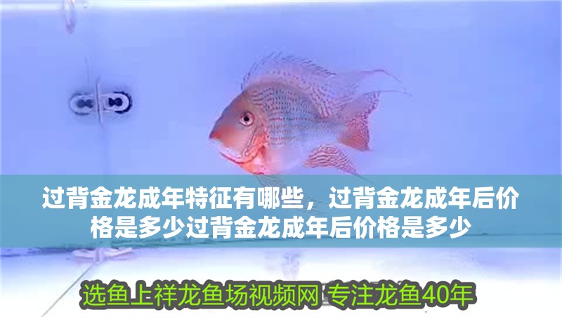過背金龍成年特征有哪些，過背金龍成年后價格是多少過背金龍成年后價格是多少