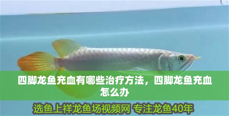 四腳龍魚充血有哪些治療方法，四腳龍魚充血怎么辦