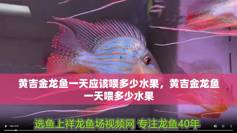 黃吉金龍魚一天應該喂多少水果，黃吉金龍魚一天喂多少水果