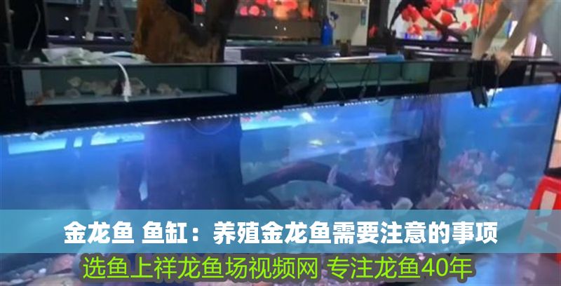 金龍魚 魚缸：養殖金龍魚需要注意的事項