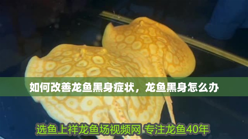 如何改善龍魚黑身癥狀，龍魚黑身怎么辦