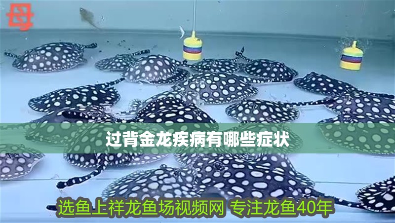 過背金龍疾病有哪些癥狀