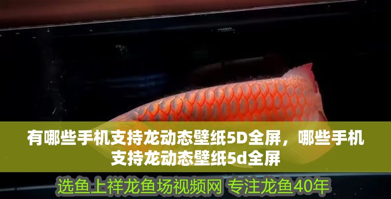 有哪些手機支持龍動態壁紙5D全屏，哪些手機支持龍動態壁紙5d全屏