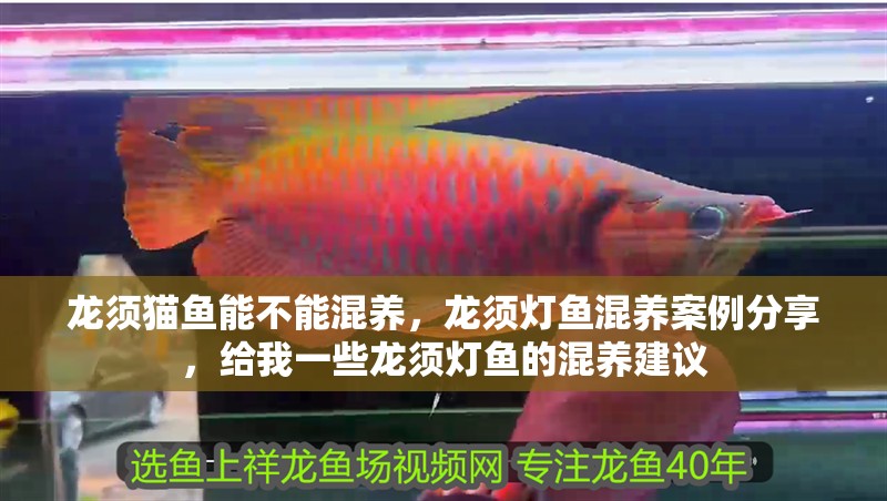 龍須貓魚能不能混養(yǎng)，龍須燈魚混養(yǎng)案例分享，給我一些龍須燈魚的混養(yǎng)建議
