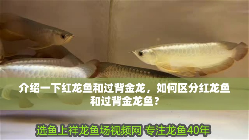 介紹一下紅龍魚和過背金龍，如何區分紅龍魚和過背金龍魚？