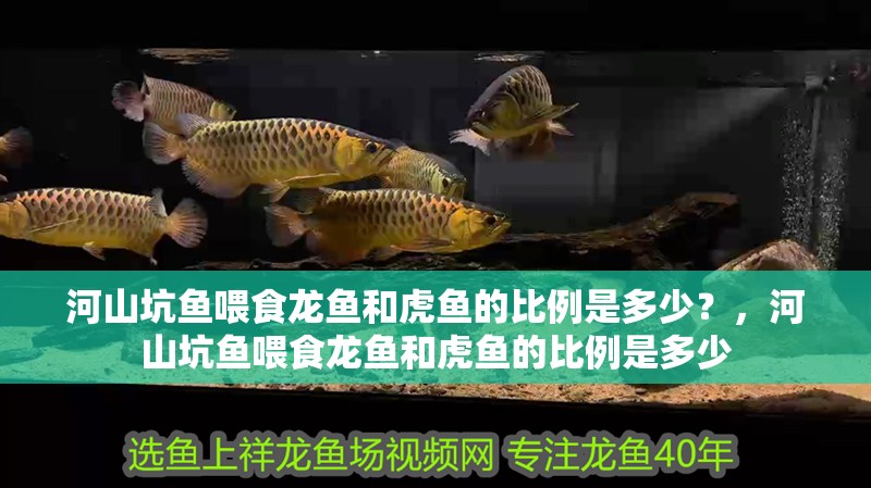 河山坑魚喂食龍魚和虎魚的比例是多少？，河山坑魚喂食龍魚和虎魚的比例是多少