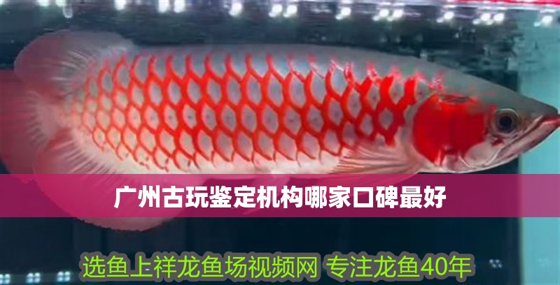 廣州古玩鑒定機構哪家口碑最好
