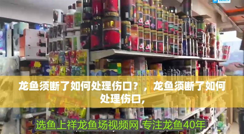 龍魚須斷了如何處理傷口？，龍魚須斷了如何處理傷口,
