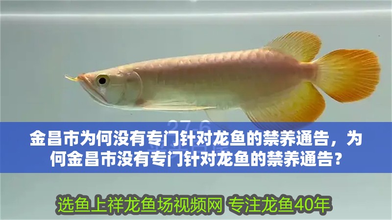 金昌市為何沒(méi)有專(zhuān)門(mén)針對(duì)龍魚(yú)的禁養(yǎng)通告，為何金昌市沒(méi)有專(zhuān)門(mén)針對(duì)龍魚(yú)的禁養(yǎng)通告？