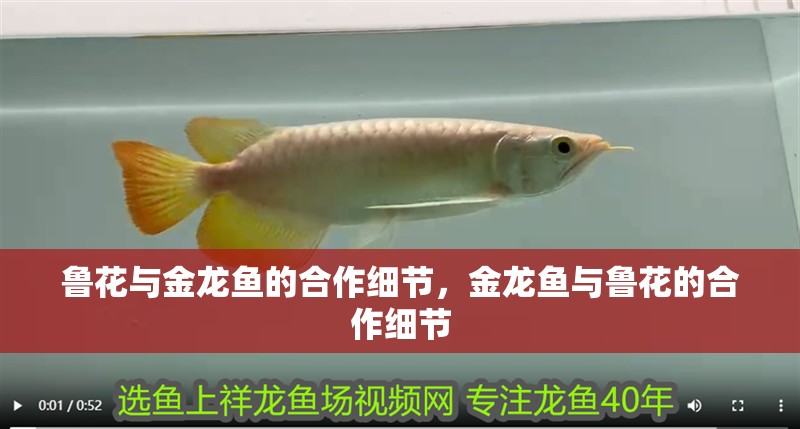 魯花與金龍魚的合作細節，金龍魚與魯花的合作細節