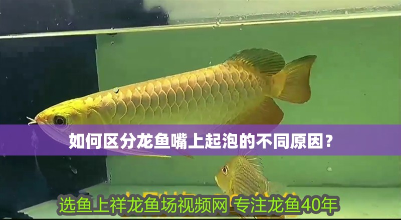 如何區(qū)分龍魚嘴上起泡的不同原因？