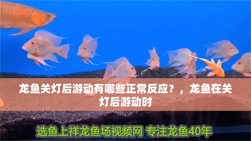 龍魚關燈后游動有哪些正常反應？，龍魚在關燈后游動時