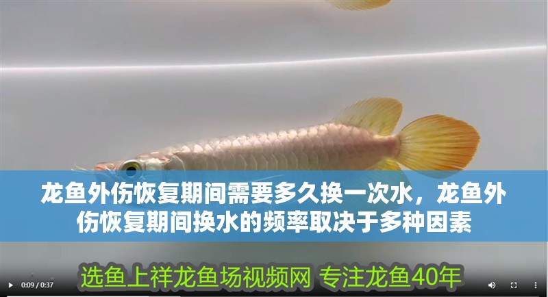 龍魚外傷恢復期間需要多久換一次水，龍魚外傷恢復期間換水的頻率取決于多種因素