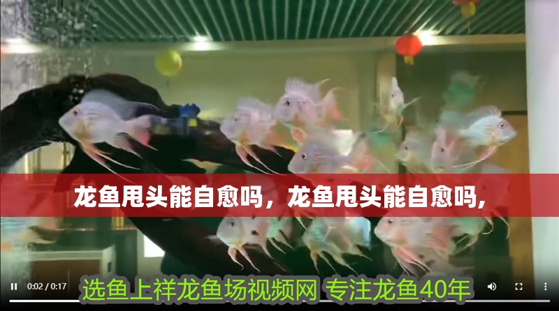 龍魚甩頭能自愈嗎，龍魚甩頭能自愈嗎,