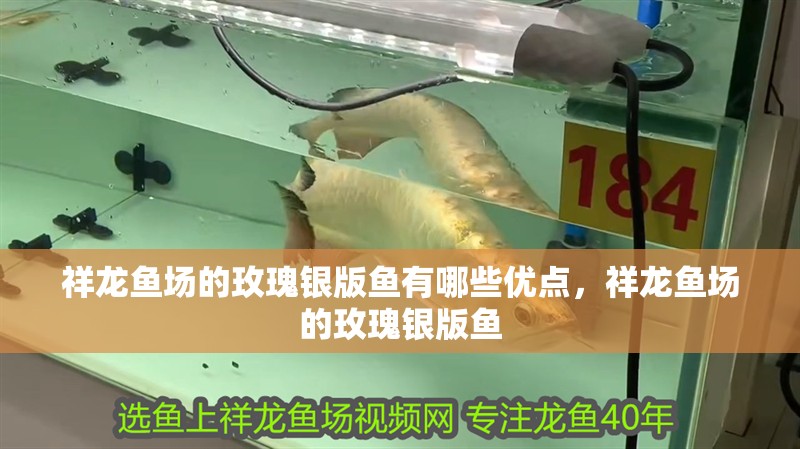 祥龍魚場的玫瑰銀版魚有哪些優點，祥龍魚場的玫瑰銀版魚