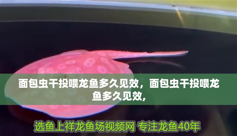 面包蟲干投喂龍魚多久見效，面包蟲干投喂龍魚多久見效,
