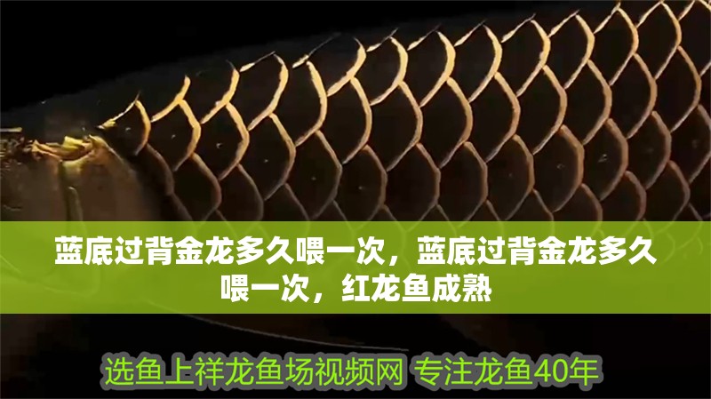 藍(lán)底過背金龍多久喂一次，藍(lán)底過背金龍多久喂一次，紅龍魚成熟