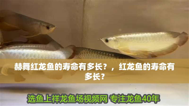 赫舞紅龍魚(yú)的壽命有多長(zhǎng)？，紅龍魚(yú)的壽命有多長(zhǎng)？