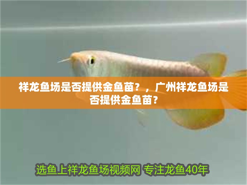 祥龍魚場是否提供金魚苗？，廣州祥龍魚場是否提供金魚苗？