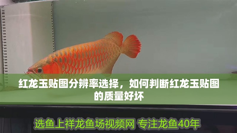 紅龍玉貼圖分辨率選擇，如何判斷紅龍玉貼圖的質量好壞