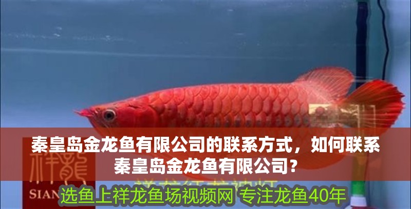 秦皇島金龍魚(yú)有限公司的聯(lián)系方式，如何聯(lián)系秦皇島金龍魚(yú)有限公司？