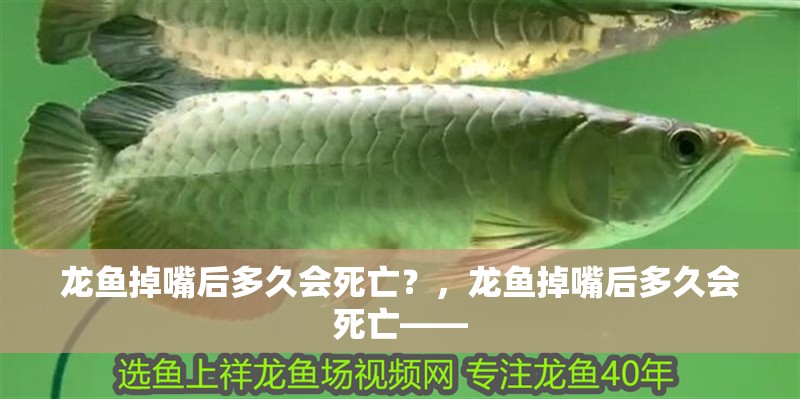 龍魚掉嘴后多久會死亡？，龍魚掉嘴后多久會死亡——