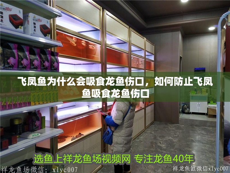 飛鳳魚為什么會吸食龍魚傷口，如何防止飛鳳魚吸食龍魚傷口