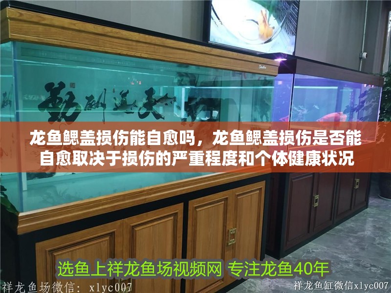 龍魚鰓蓋損傷能自愈嗎，龍魚鰓蓋損傷是否能自愈取決于損傷的嚴(yán)重程度和個(gè)體健康狀況