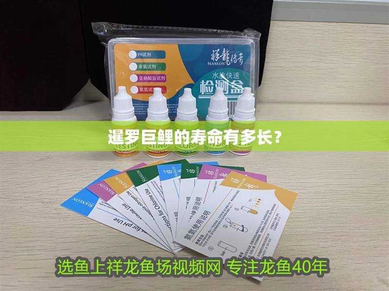暹羅巨鯉的壽命有多長？