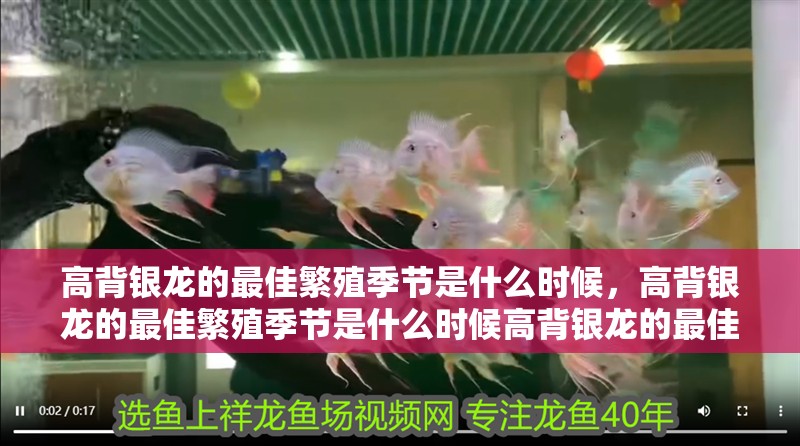 高背銀龍的最佳繁殖季節是什么時候，高背銀龍的最佳繁殖季節是什么時候高背銀龍的最佳繁殖季節是什么時候