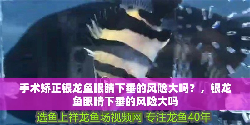 手術矯正銀龍魚眼睛下垂的風險大嗎？，銀龍魚眼睛下垂的風險大嗎