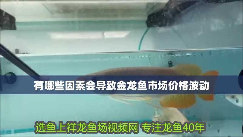 有哪些因素會導致金龍魚市場價格波動
