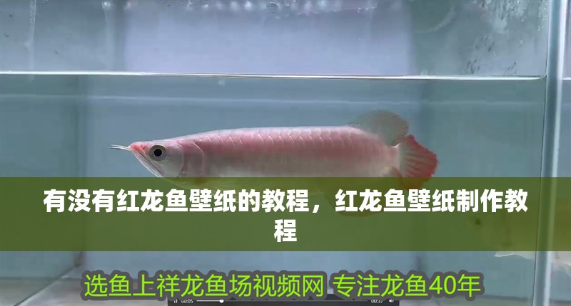 有沒有紅龍魚壁紙的教程，紅龍魚壁紙制作教程