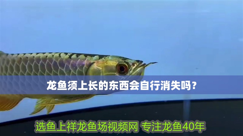 龍魚須上長的東西會自行消失嗎？