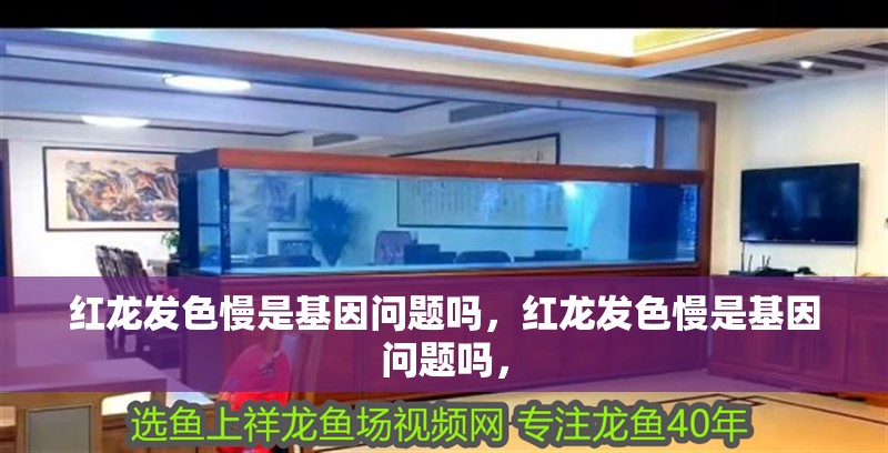 紅龍發色慢是基因問題嗎，紅龍發色慢是基因問題嗎，