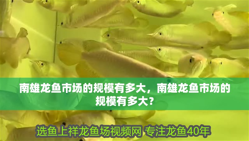 南雄龍魚市場的規模有多大，南雄龍魚市場的規模有多大？